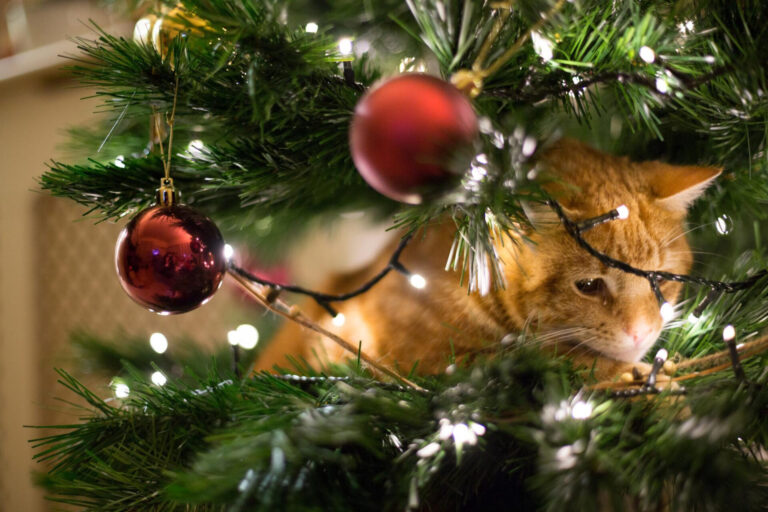 Image How to pet-proof your home for Christmas