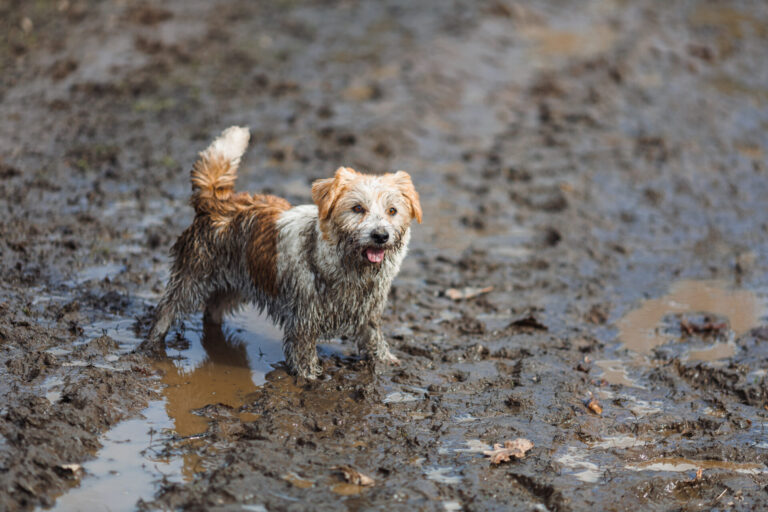 Image A guide to Alabama Rot for dog owners