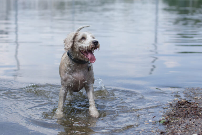 Image Blue-green algae: Why is it dangerous for dogs? A guide for pet owners