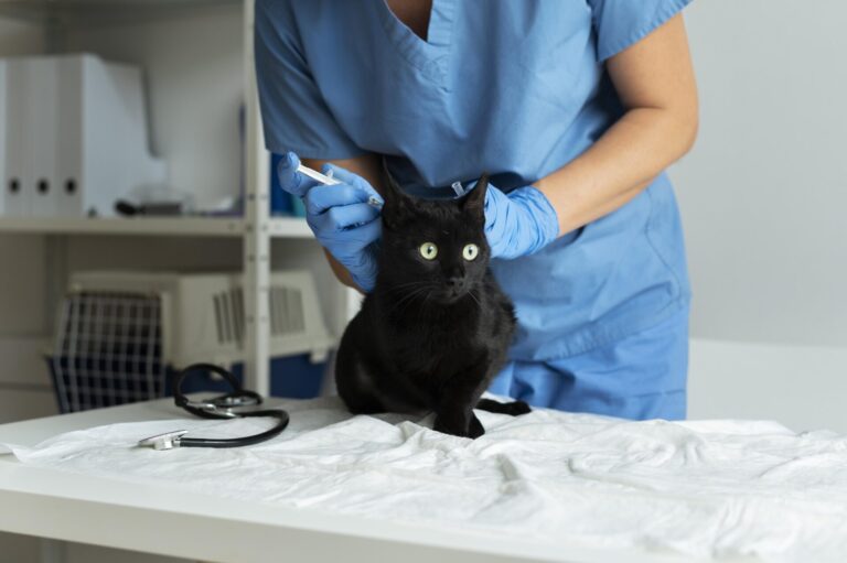 Image Why is it important to microchip your pet?